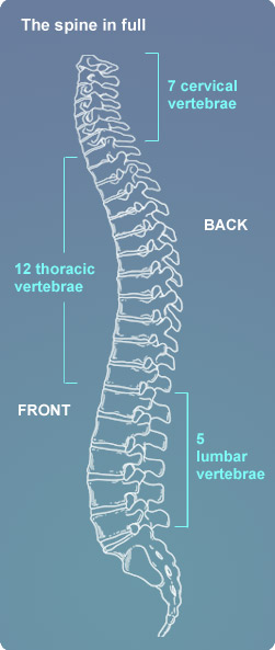 Spine anatomy diagram